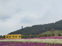 -径山花海