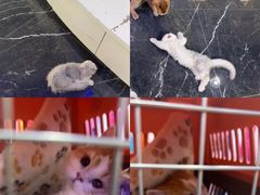 -小猫来了·猫咪专售(红山六九七九店)