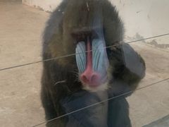 -新疆天山野生动物园