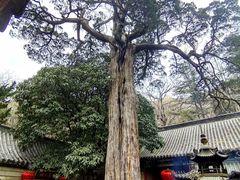 -青岛崂山太清宫