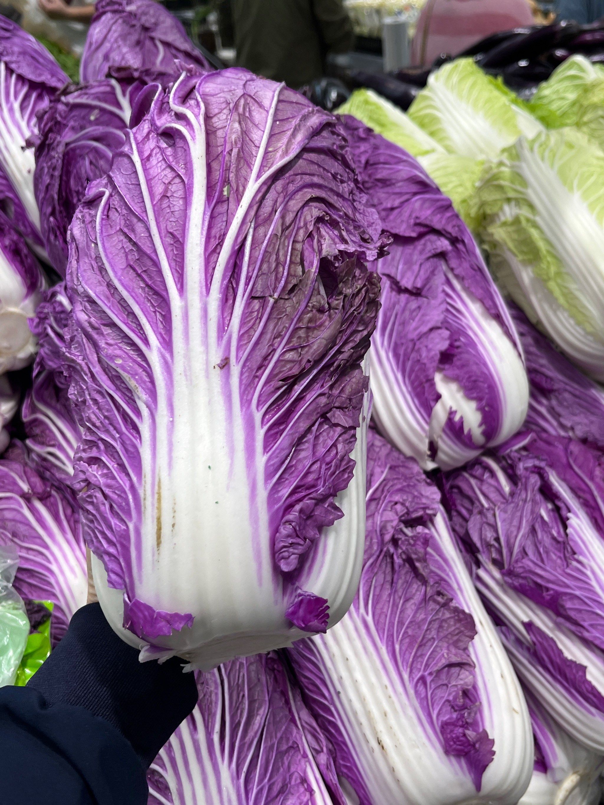 是紫色的大白菜!