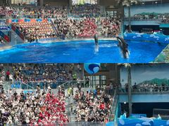 -海合安成都极地海洋公园