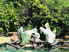 -珠海长隆海洋王国