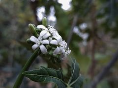 -维乐口腔医院(星海湾分院)