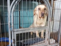 -车美美洗车美容(枫叶路店)