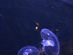 -青岛海底世界-水族馆