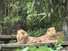 -广州长隆野生动物世界
