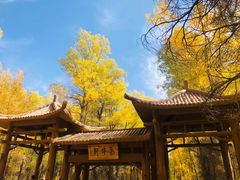 -金塔沙漠胡杨林景区