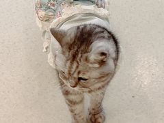 -共舞时光猫咖·狗咖(新街口店)