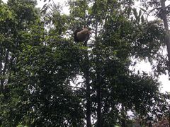 -中国大熊猫保护研究中心雅安碧峰峡基地