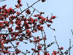 -攀枝花公园