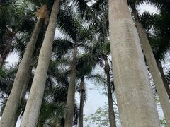-深圳仙湖植物园