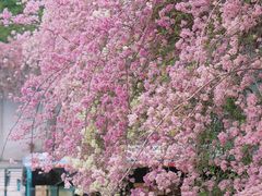 -深圳仙湖植物园