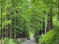 -昆山城市生态森林公园