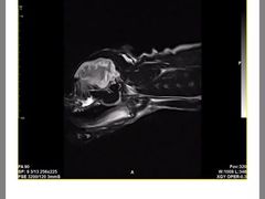 -泰洋动物医院·神经专科·磁共振·CT(天河公园总院)