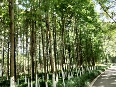 -桤木河湿地公园