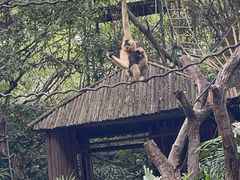 -广州长隆野生动物世界