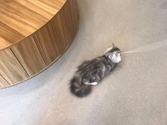 -飞行喵MR PILOT|猫舍·猫咖(静安大融城店)