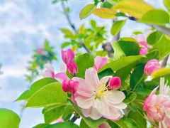 -海棠花溪(元大都城垣遗址公园)