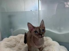 -爱洗澡的猫(望京店)