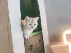 -猫儿山۰猫主题餐厅