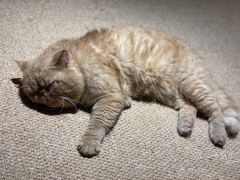 -more than meow吴止猫主题餐厅(承德 中船汇店)