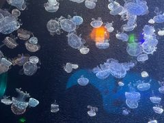 -太平洋海底世界