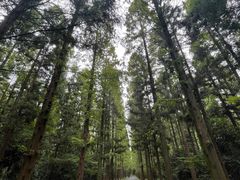 -东平国家森林公园