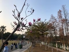 -东莞植物园