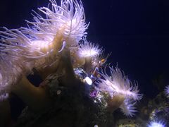-悉尼海洋生物水族馆