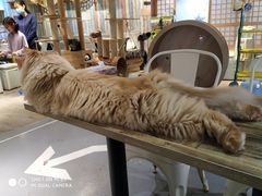 -小时光咖啡馆(开森度假森林店)