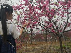 -天适樱花悠乐园