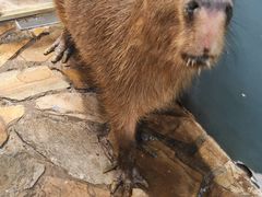 -Honey Bacca 哈尼芭卡高端萌宠(朝阳大悦城店)