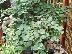 -悦真雅院·四合院·清真私房菜(雍和宫店)
