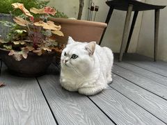 -东方名猫馆·英短金渐层布偶猫舍(环线广场1号楼店)