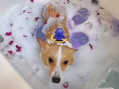 -派多格宠物(御景湾店)