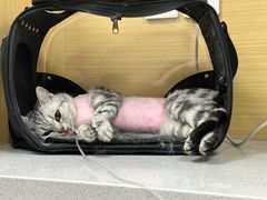 -美联众合爱康动物医院•复杂内科•肿瘤科•牙科•腔镜诊疗中心