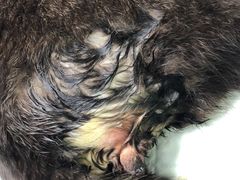 -美联众合动物医院(·中兽医·疑难杂症·严家桥分院)