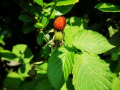 -心无尘茶餐馆(径山村店)