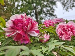 -莲花池公园