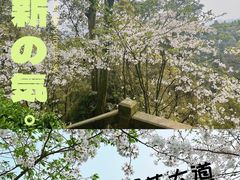 -南山植物园