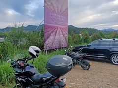 -北京东方普罗旺斯薰衣草庄园