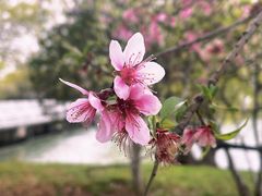 -贡湖湾湿地公园