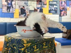 -平行世界·猫咖(首经贸店)