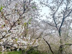 -苏州上方山国家森林公园