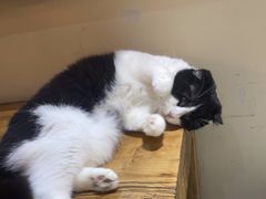 -猫小院猫主题餐厅(南锣旗舰店)