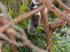 -威勒比开放式动物园