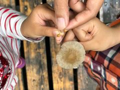 -五营红松林海景区