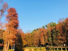 -深圳仙湖植物园