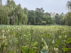 -莲湖公园